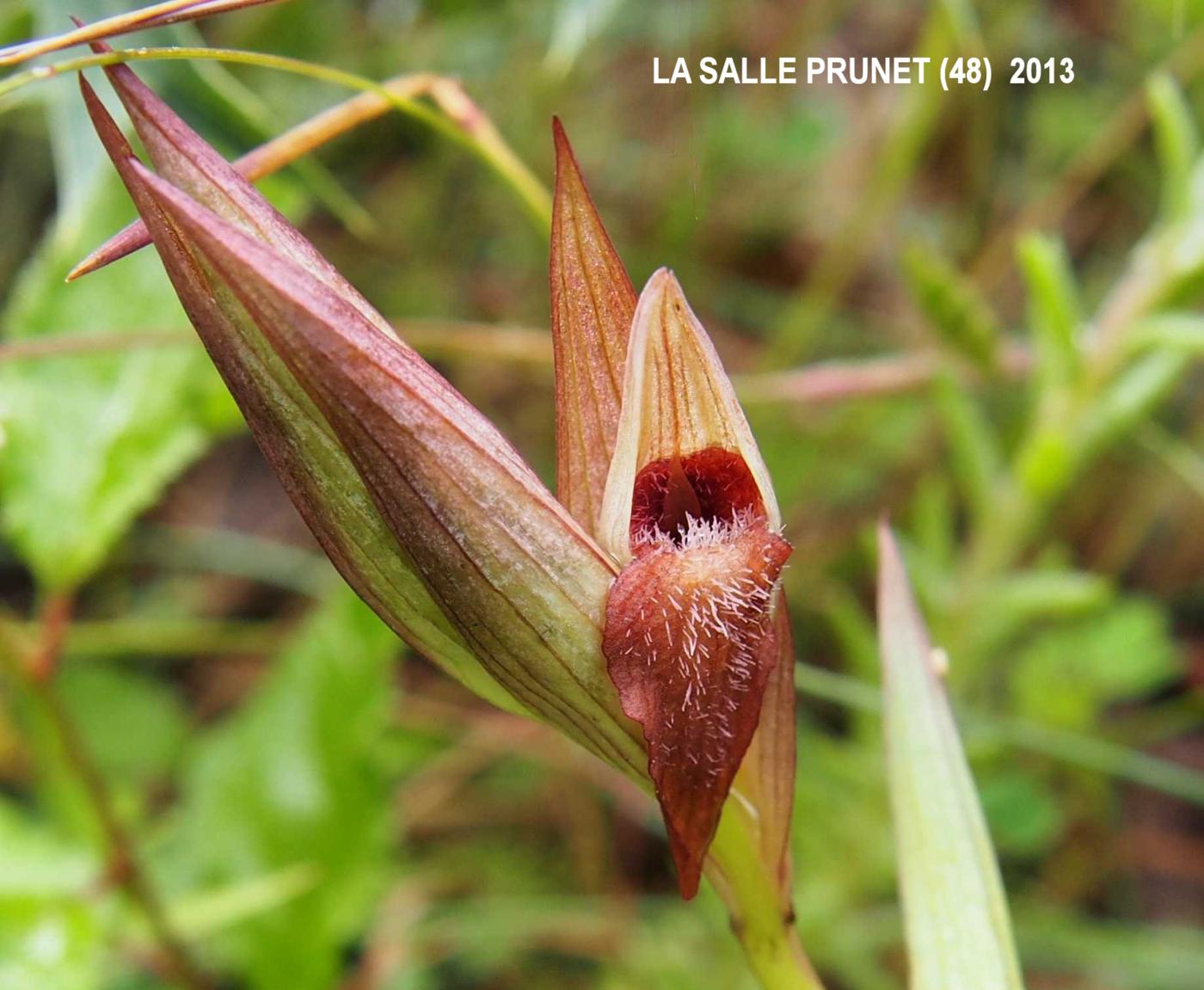 Serapias, Long-lipped flower